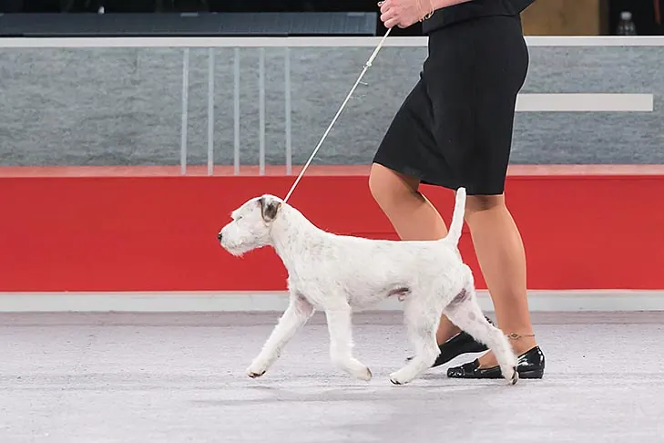 گالری تاریخچه پارسون راسل تریر (Parson Russell Terrier)