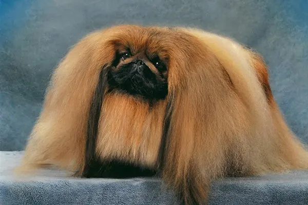پکینیز (Pekingese)