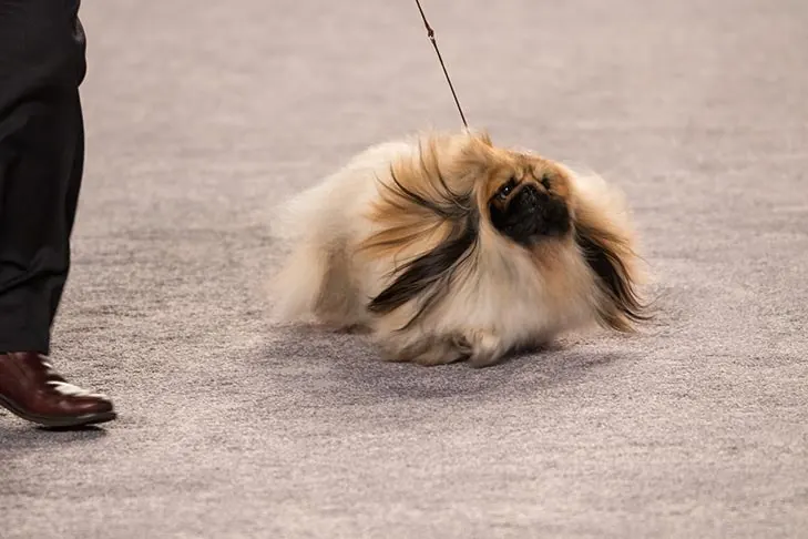 Pekingese