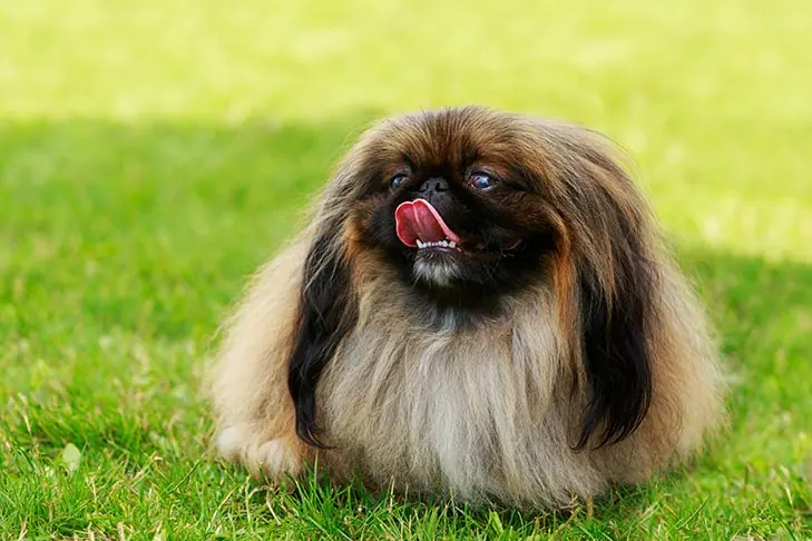 پکینیز (Pekingese)