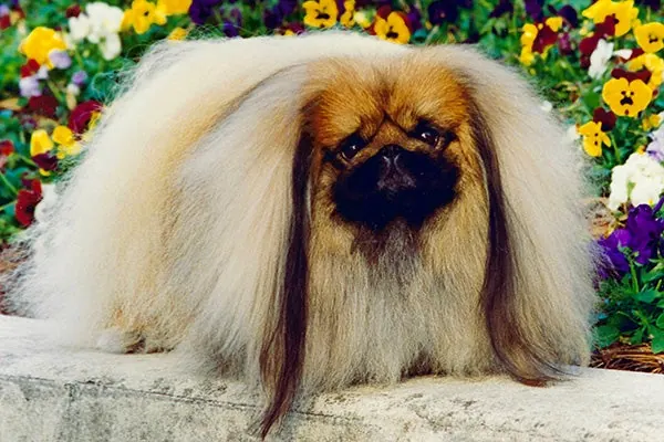 گالری تاریخچه پکینیز (Pekingese)