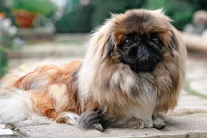 گالری تاریخچه پکینیز (Pekingese)
