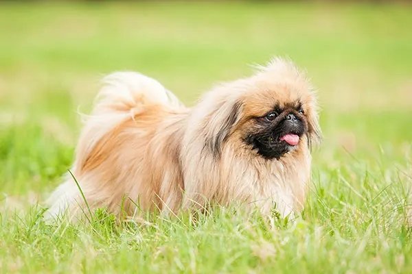 گالری تاریخچه پکینیز (Pekingese)