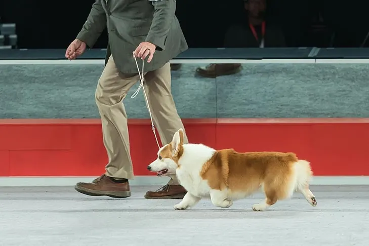 Pembroke Welsh Corgi