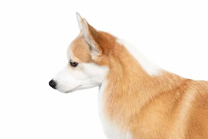 پمبروک ولش کرگی (Pembroke Welsh Corgi)