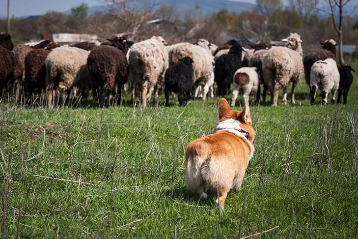 گالری تاریخچه پمبروک ولش کرگی (Pembroke Welsh Corgi)