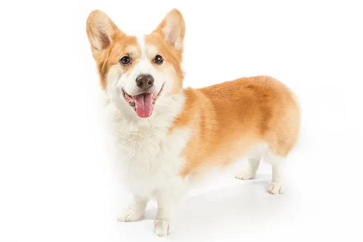 گالری تاریخچه پمبروک ولش کرگی (Pembroke Welsh Corgi)
