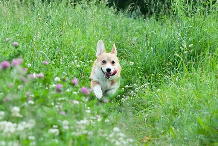 گالری تاریخچه پمبروک ولش کرگی (Pembroke Welsh Corgi)