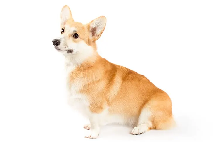 گالری تاریخچه پمبروک ولش کرگی (Pembroke Welsh Corgi)