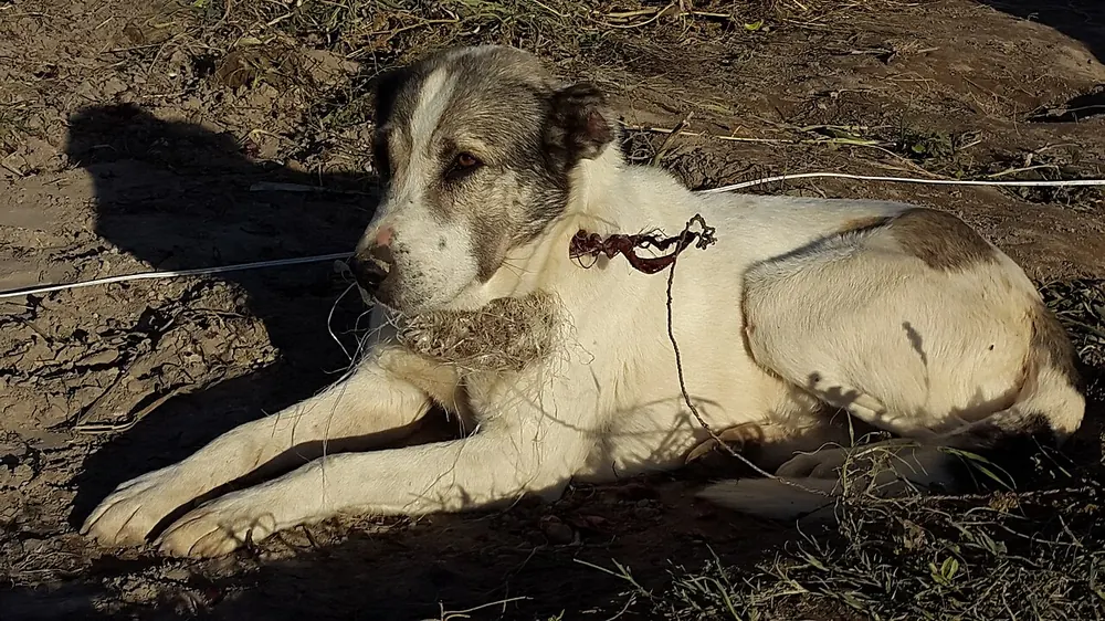 تصویر سرابی (Persian mastiff)