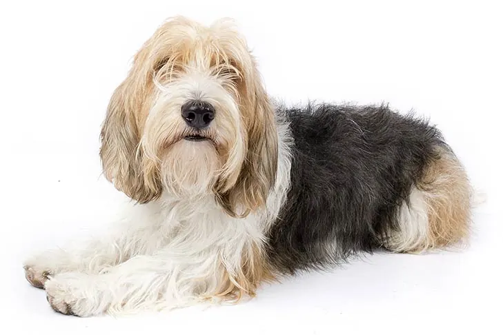 پتی باست گریفون وندین (Petit Basset Griffon Vendéen)