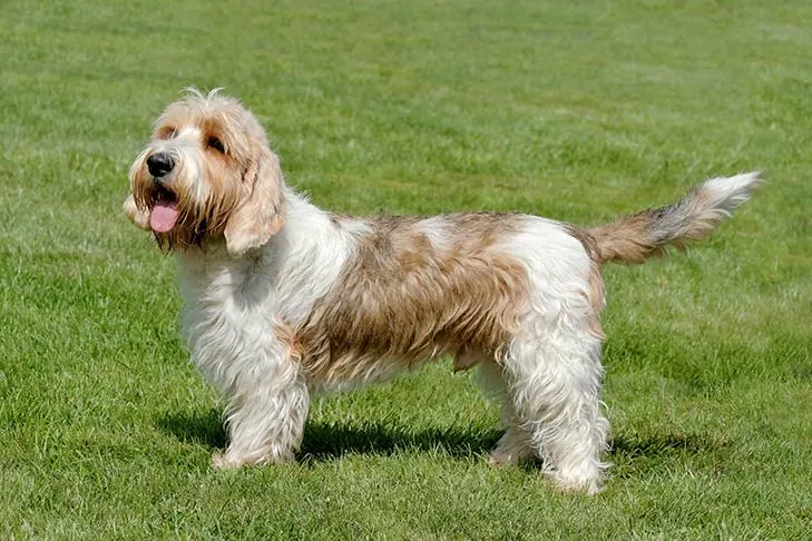 Petit Basset Griffon Vendéen