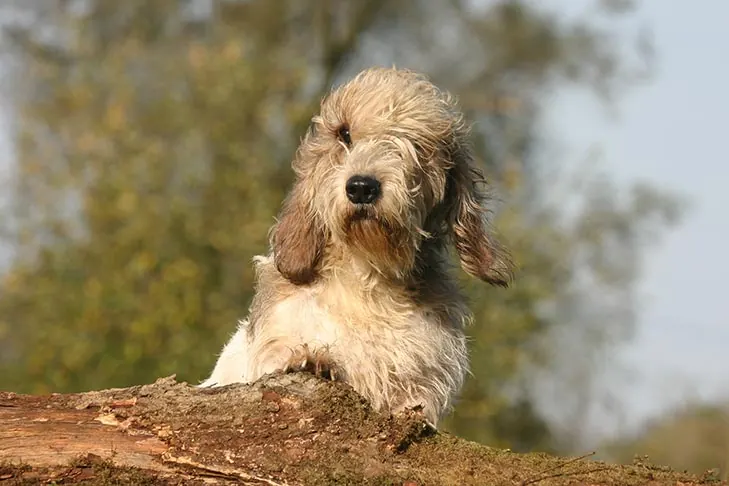 پتی باست گریفون وندین (Petit Basset Griffon Vendéen)
