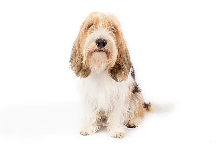 گالری تاریخچه پتی باست گریفون وندین (Petit Basset Griffon Vendéen)
