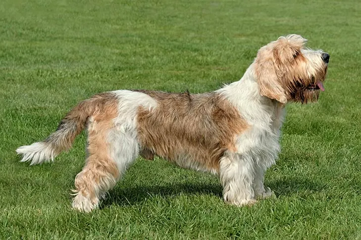 گالری تاریخچه پتی باست گریفون وندین (Petit Basset Griffon Vendéen)