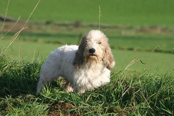 گالری تاریخچه پتی باست گریفون وندین (Petit Basset Griffon Vendéen)