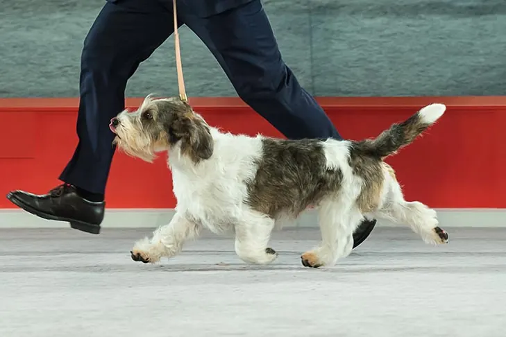 گالری تاریخچه پتی باست گریفون وندین (Petit Basset Griffon Vendéen)