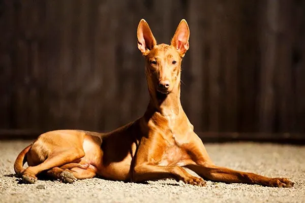 فرعون هاند (Pharaoh Hound)