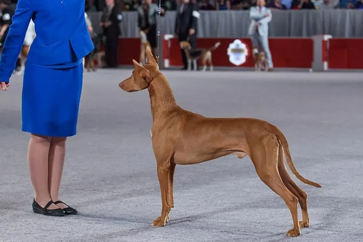 Pharaoh Hound