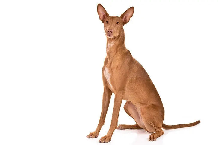 فرعون هاند (Pharaoh Hound)