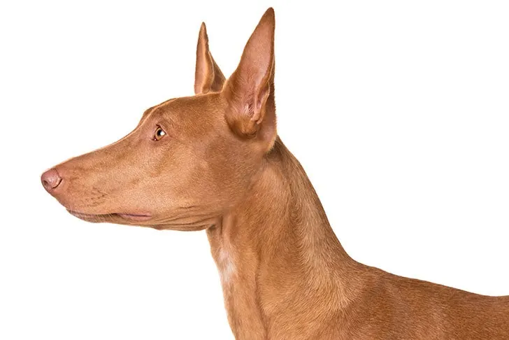 گالری تاریخچه فرعون هاند (Pharaoh Hound)