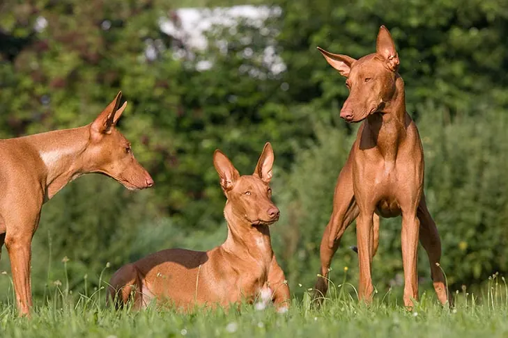 گالری تاریخچه فرعون هاند (Pharaoh Hound)