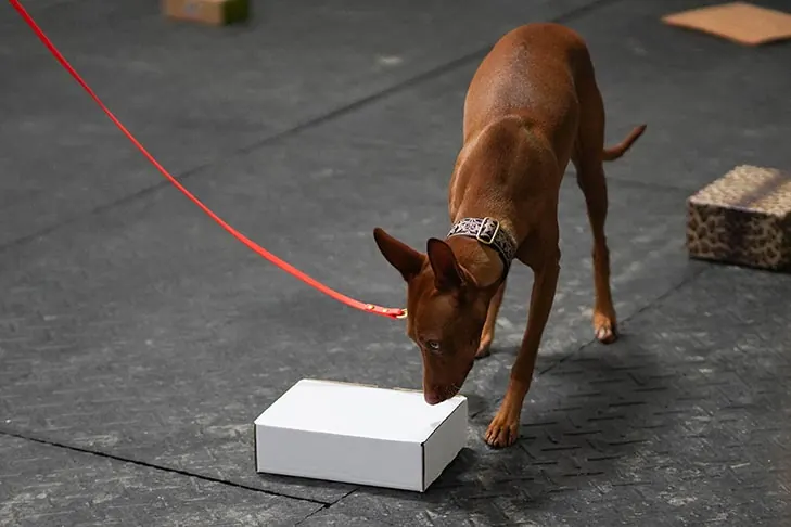 گالری تاریخچه فرعون هاند (Pharaoh Hound)