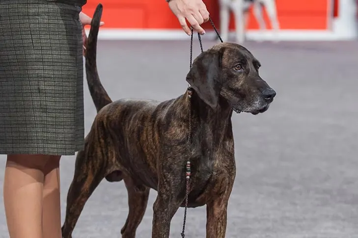 پلات هاند (Plott Hound)