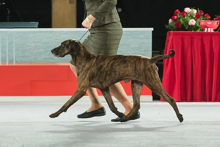 Plott Hound