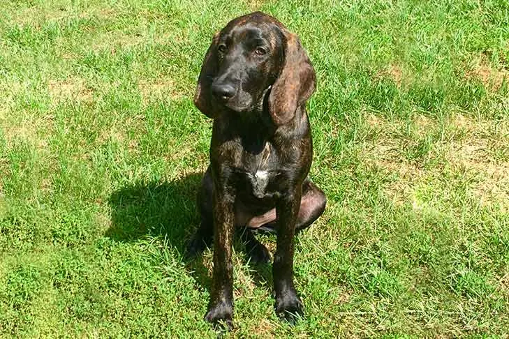 پلات هاند (Plott Hound)