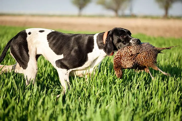 پوینتر (Pointer)