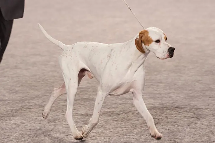 Pointer