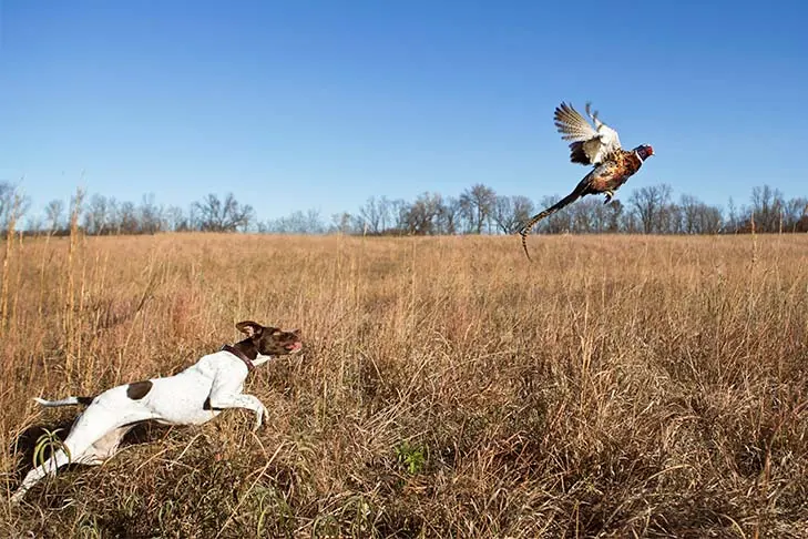پوینتر (Pointer)