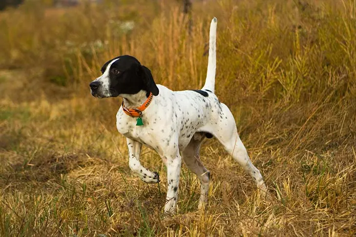 گالری تاریخچه پوینتر (Pointer)