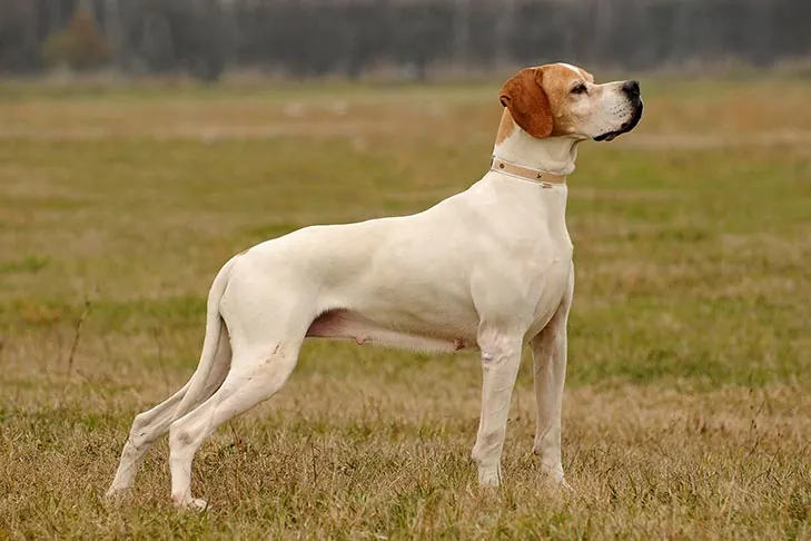 گالری تاریخچه پوینتر (Pointer)