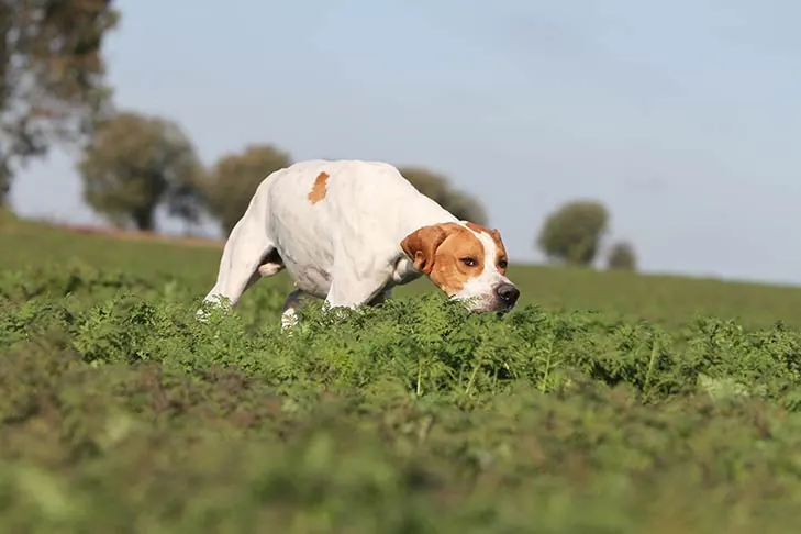 گالری تاریخچه پوینتر (Pointer)