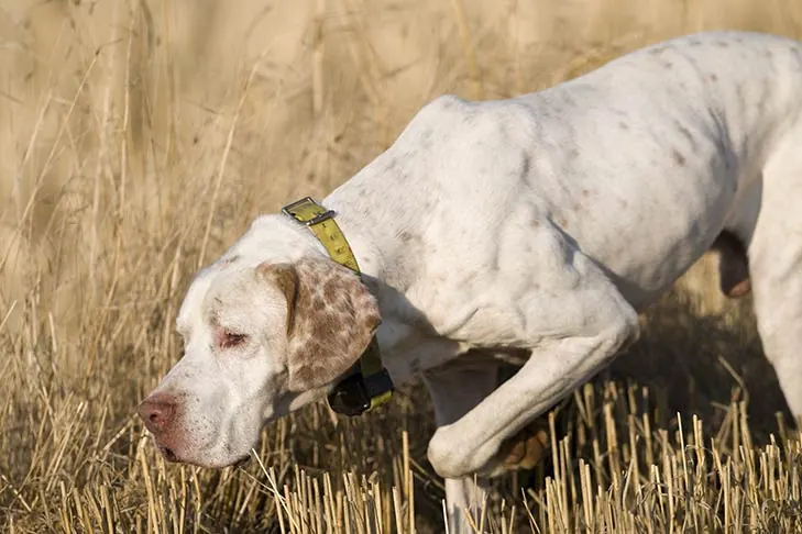 گالری تاریخچه پوینتر (Pointer)