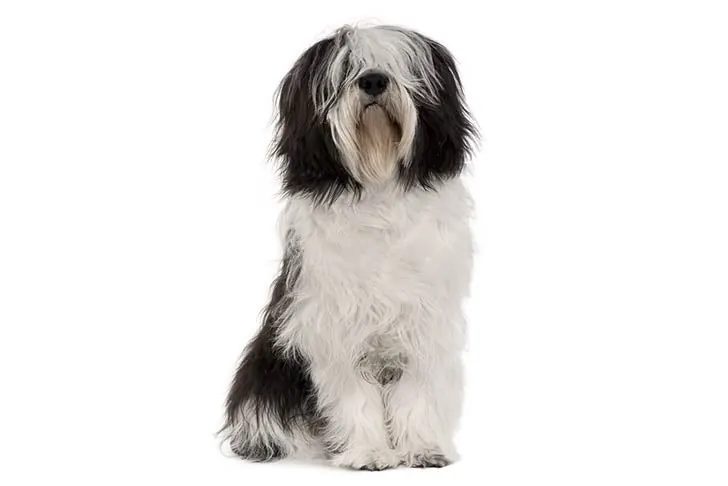 شپرد دشت لهستان (پون) (Polish Lowland Sheepdog)