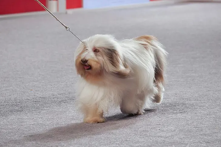 Polish Lowland Sheepdog
