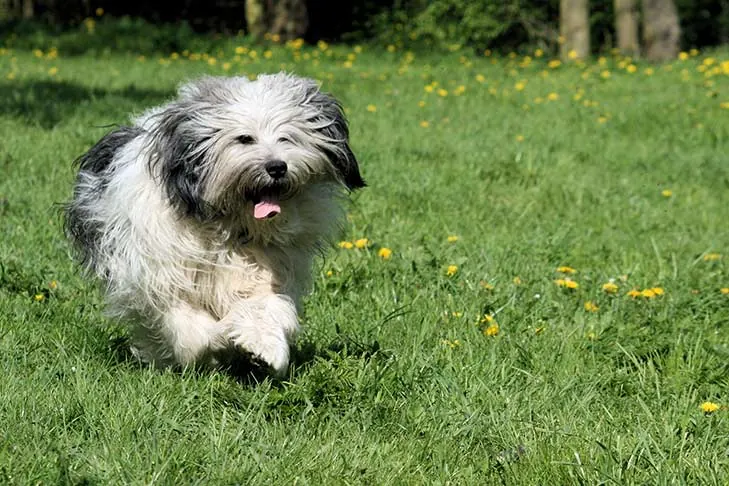 شپرد دشت لهستان (پون) (Polish Lowland Sheepdog)