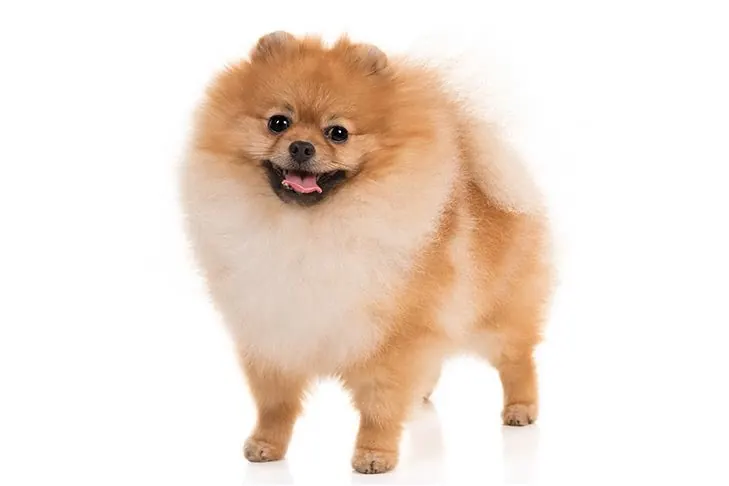 پامرانین (روباهی و خرسی) (Pomeranian)