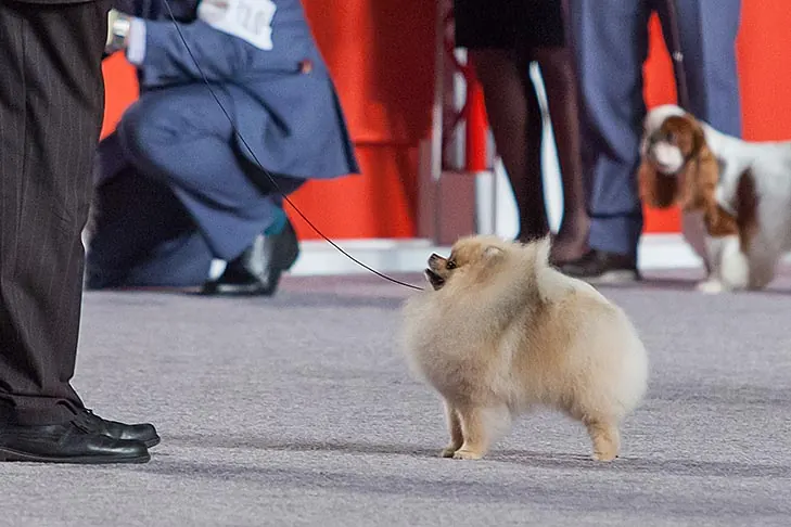 Pomeranian
