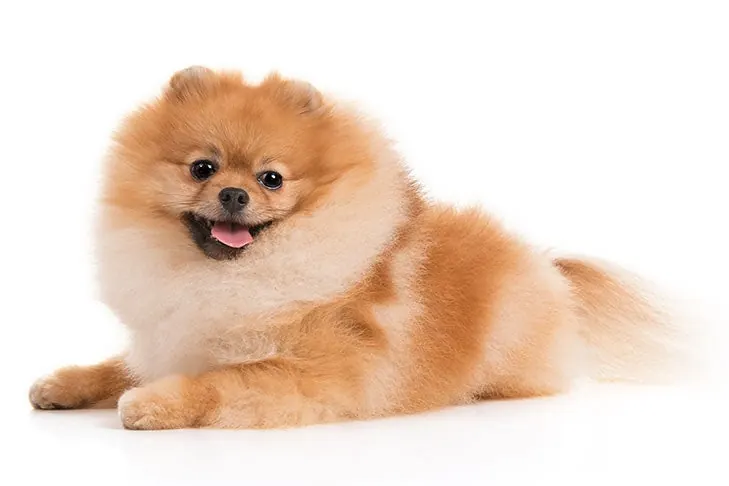 پامرانین (روباهی و خرسی) (Pomeranian)