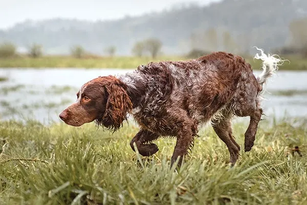 اسپانیل پون‌تودمر (Pont-Audemer Spaniel)