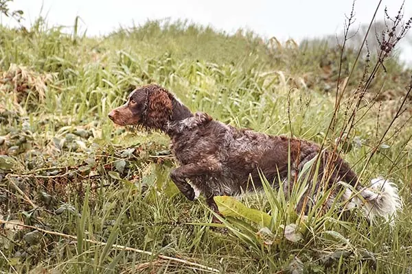 Pont-Audemer Spaniel