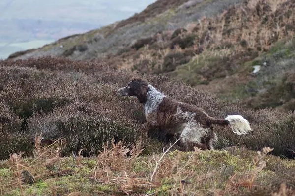 اسپانیل پون‌تودمر (Pont-Audemer Spaniel)