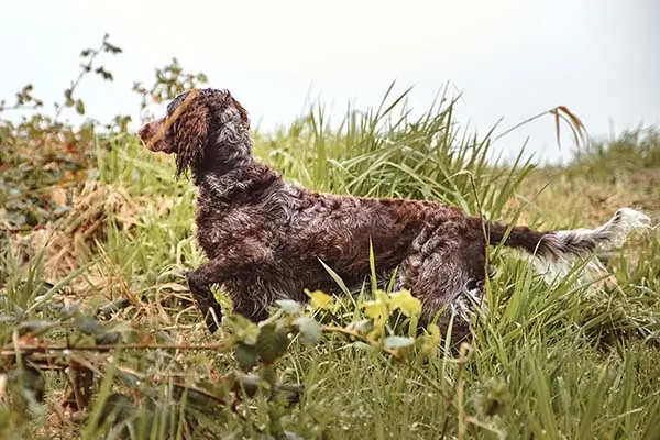 گالری تاریخچه اسپانیل پون‌تودمر (Pont-Audemer Spaniel)