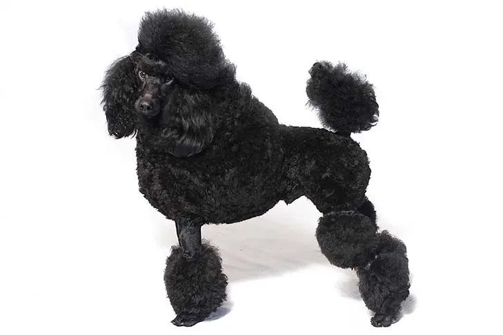 پودل میناتوری (Poodle Miniature)