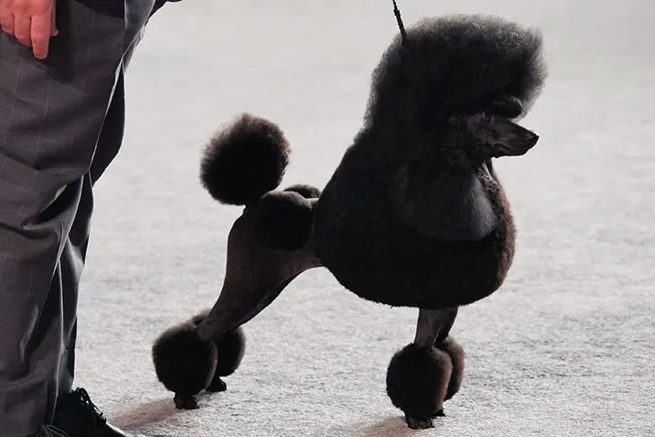 Poodle Miniature