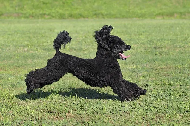 پودل میناتوری (Poodle Miniature)